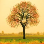 Udo A. Heinrich: Eiche/Herbst (Digipainting, 40x40cm, 2018)