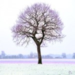 Udo A. Heinrich: Eiche/Winter (Digipainting, 40x40cm, 2018)