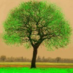 Udo A. Heinrich: Eiche (Digipainting, 60x60cm, 2018)